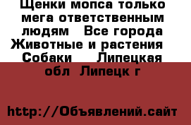 Щенки мопса только мега-ответственным людям - Все города Животные и растения » Собаки   . Липецкая обл.,Липецк г.